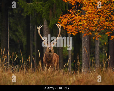 Red Deer (Cervus elaphus), Red Deer Hirsch auf einer Lichtung in einem Wald, Deutschland, Sachsen Stockfoto