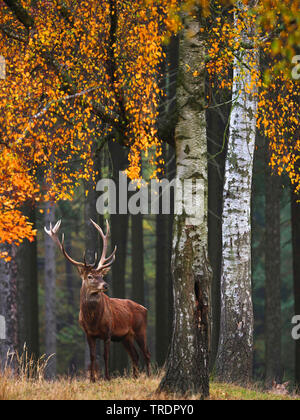 Red Deer (Cervus elaphus), Red Deer Hirsch in einem Herbst Wald, Deutschland, Sachsen Stockfoto