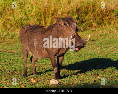 Cape warthog, Somali Warzenschwein, Wüste Warzenschwein (Phacochoerus aethiopicus), Warzenschwein tusker in einer Wiese, Kenia, Masai Mara National Park Stockfoto