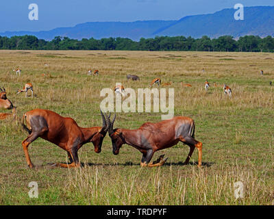 Topi, tsessebi, korrigum, wasserbüffeln (Damaliscus lunatus Topi), Kämpfen, Topis, Seitenansicht, Kenia, Masai Mara National Park Stockfoto