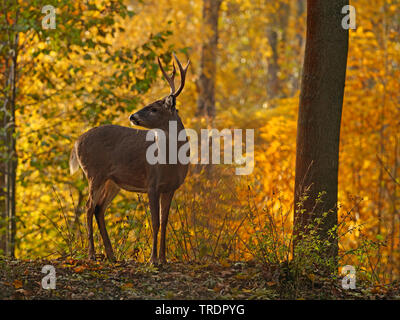 Weißwedelhirsche (Odocoileus virginianus), White-tailed deer Hirsch in einem Herbst Wald, Nordamerika Stockfoto