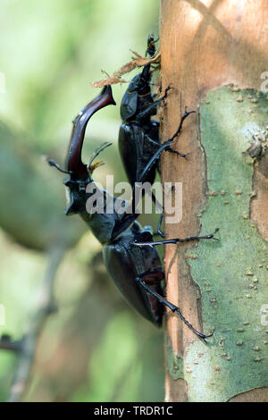 Hirschkäfer, Europäische Hirschkäfer (Lucanus cervus), Paar auf einer Amtsleitung, Ungarn Stockfoto