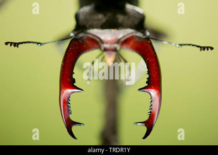Hirschkäfer, Europäische Hirschkäfer (Lucanus cervus) Hirschkäfer Nahaufnahme des mandibels, Ungarn Stockfoto