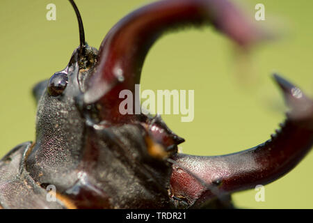 Hirschkäfer, Europäische Hirschkäfer (Lucanus cervus) Hirschkäfer Nahaufnahme des mandibels, Ungarn Stockfoto