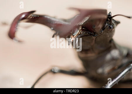 Hirschkäfer, Europäische Hirschkäfer (Lucanus cervus) Hirschkäfer Nahaufnahme des mandibels, Ungarn Stockfoto