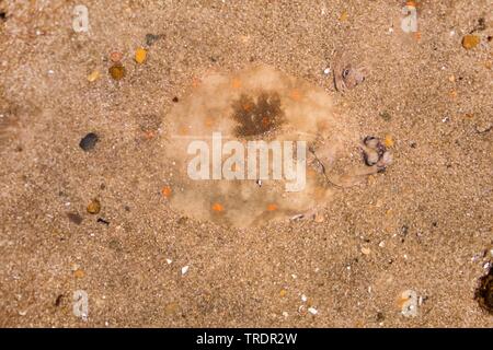 Scholle, Scholle (Pleuronectes platessa), gut getarnt im Boden Stockfoto