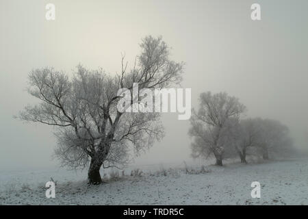 Winterlandschaft in Schwarz und Weiß, Ungarn Stockfoto