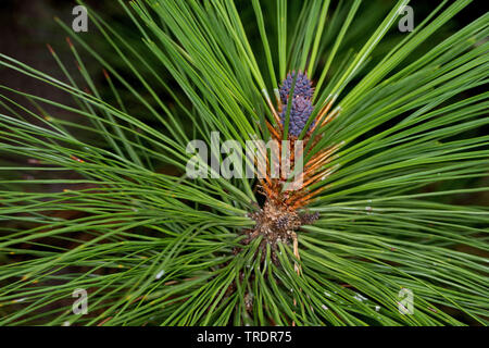 Ponderosa Pine, bull Kiefer, blackjack Kiefer, Western gelb - Kiefer (Pinus ponderosa), Zweigniederlassung, mit jungen Kegel Stockfoto