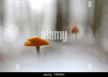 Pilz in einem Winter Forest, Ungarn Stockfoto