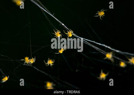 Junge spiderlets im Web, Ungarn Stockfoto