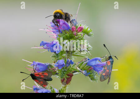 Six-spot Burnet (Zygaena Filipendulae, Anthrocera filipendulae), mit Hummel auf der Viper bugloss, Ungarn Stockfoto