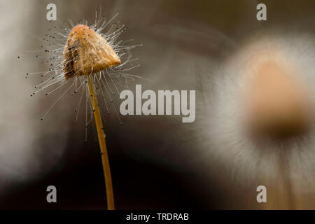 Motorhaube Schimmel (Spinellus fusiger), zygote Pilze auf einer Motorhaube, Ungarn Stockfoto