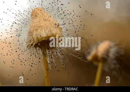 Motorhaube Schimmel (Spinellus fusiger), zygote Pilze auf einer Motorhaube, Ungarn Stockfoto