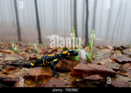 Europäische Feuersalamander (Salamandra salamandra), in einem Winter Wald mit Schneeglöckchen, Seitenansicht, Ungarn Stockfoto