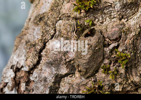 Puss Moth (Cerura vinula, Dicranura vinula), leere coccon nach dem htach, Deutschland Stockfoto