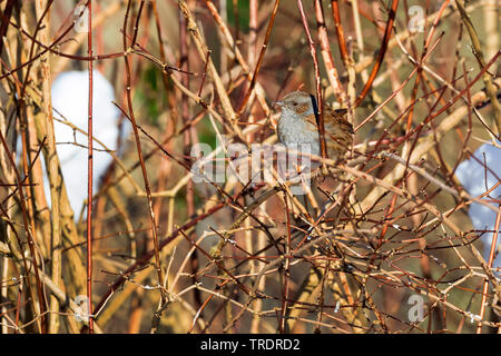 Dunnock (Phasianus colchicus), in einem Strauch im Winter verborgen, Deutschland Stockfoto