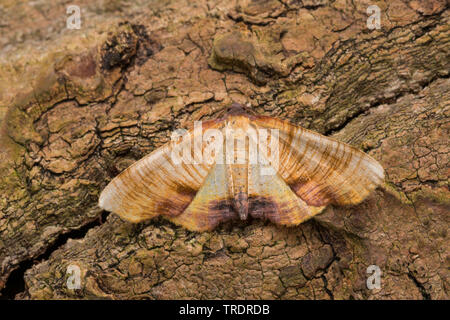 Plagodis dolabraria verbrannten Flügel (), Rinde sitzen, Ansicht von oben, Deutschland Stockfoto