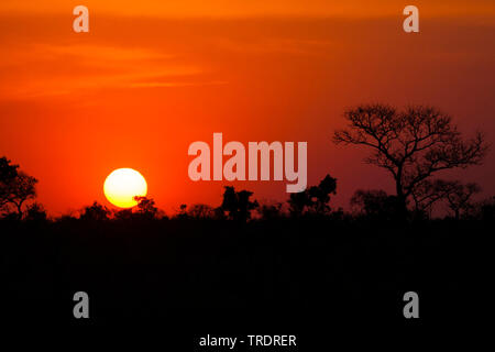 Sonnenuntergang mit Bäumen und Büschen im Vordergrund, Südafrika, Mpumalanga, Kruger National Park Stockfoto