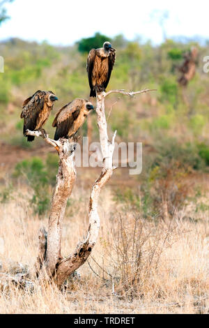 Afrikanische weiß-backed Vulture (Tylose in Africanus), Gruppe hocken in toten Baum, Südafrika, Mpumalanga, Kruger National Park Stockfoto