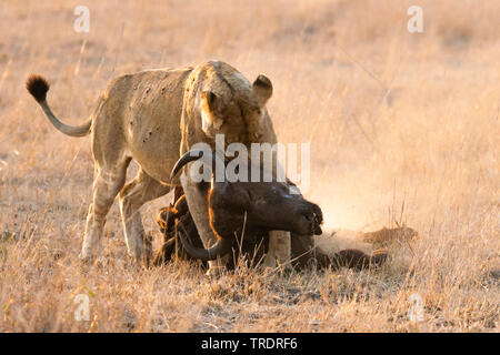 Löwe (Panthera leo), löwin Fütterung auf afrikanische Büffel Karkasse, Südafrika, Mpumalanga, Kruger National Park Stockfoto