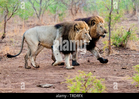 Löwe (Panthera leo), zwei zusammen gehen männlichen Löwen, Seitenansicht, Südafrika, Mpumalanga, Kruger National Park Stockfoto