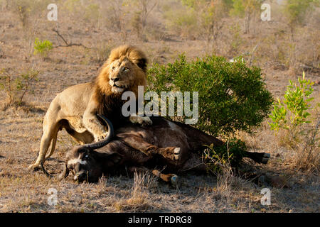 Löwe (Panthera leo), männlicher Löwe tötet ein afrikanischer Büffel (Syncerus Caffer), Südafrika, Mpumalanga, Kruger National Park Stockfoto