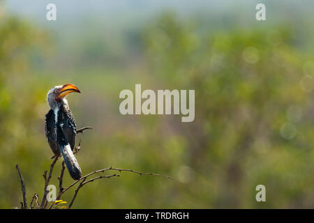 Southern Yellow-billed Hornbill (Tockus leucomelas), hocken auf einem Zweig, Südafrika, Mpumalanga, Kruger National Park Stockfoto