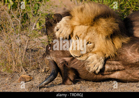 Löwe (Panthera leo), männlicher Löwe tötet ein afrikanischer Büffel (Syncerus Caffer), Südafrika, Mpumalanga, Kruger National Park Stockfoto