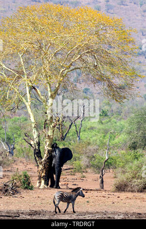 Afrikanischer Elefant (Loxodonta africana), reibt an einem Baum, Südafrika, Mpumalanga, Kruger National Park Stockfoto