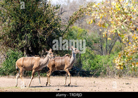 Mehr Kudu (Tragelaphus strepsiceros), zwei zusammen gehen Frauen, Seitenansicht, Südafrika, Mpumalanga, Kruger National Park Stockfoto