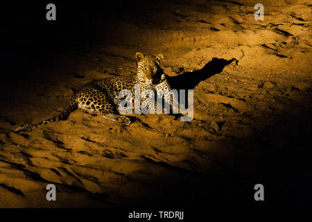 Leopard (Panthera pardus), in der Nacht im Strahl der Taschenlampe ruht, Südafrika, Mpumalanga, Kruger National Park Stockfoto