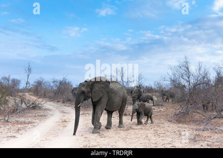 Afrikanischer Elefant (Loxodonta africana), Kuh Elefant mit Kalb Überqueren einer Straße in der Savanne, Seitenansicht, Südafrika, Mpumalanga, Kruger National Park Stockfoto