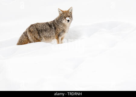 Kojote (Canis yogiebeer), stehend im Schnee, USA, Wyoming, Yellowstone National Park Stockfoto