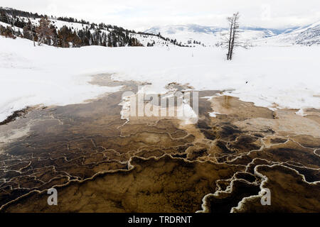 Mammoth Hot Springs im Winter, USA, Wyoming, Yellowstone National Park Stockfoto