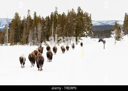 Bison, Buffalo (Bison bison), Herde Wandern im Schnee-bedeckten Yellowstone National Park, USA, Wyoming, Yellowstone National Park Stockfoto