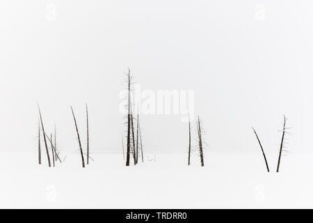 Tote Bäume stehen in der schneebedeckten Landschaft, USA, Wyoming, Yellowstone National Park Stockfoto