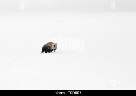 Bison, Buffalo (Bison bison), Wandern durch tiefen Schnee, Seitenansicht, USA, Wyoming, Yellowstone National Park Stockfoto