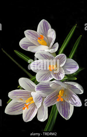 Niederländische Krokus, Frühling Krokusse (Crocus vernus, Crocus neapolitanus), Blumen, Niederlande Stockfoto