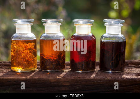 Verschiedene Tinkturen aus Wiese Bonbon, Balsam poplar, Wacholder und Holz avens, Deutschland Stockfoto