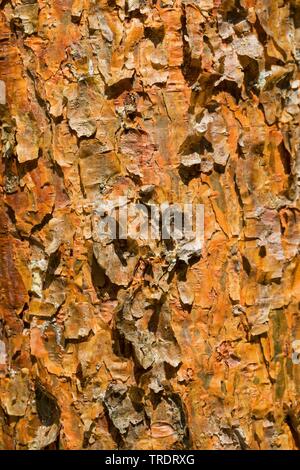 Schottische Kiefer, Kiefer (Pinus sylvestris), Rinde von einem jungen Baum, Deutschland Stockfoto