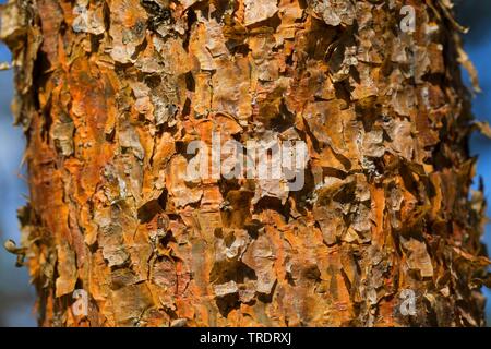 Schottische Kiefer, Kiefer (Pinus sylvestris), Rinde von einem jungen Baum, Deutschland Stockfoto