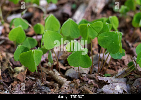 Gemeinsame Sauerklee, Holz-, Sauerampfer, Irish shamrock (Oxalis Naiandinus), Blätter, Deutschland Stockfoto