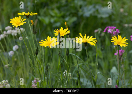 Oriental etwa Béart, Jack-Go-To-Bed-At-Noon (Tragopogon Pratensis Subspecies Orientalis, Tragopogon Orientalis), blühen, Deutschland Stockfoto