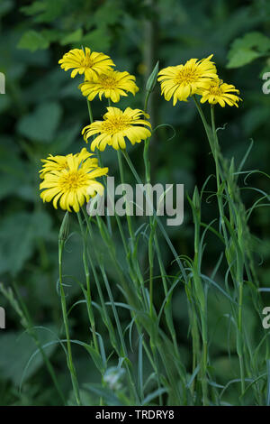 Oriental etwa Béart, Jack-Go-To-Bed-At-Noon (Tragopogon Pratensis Subspecies Orientalis, Tragopogon Orientalis), blühen, Deutschland Stockfoto