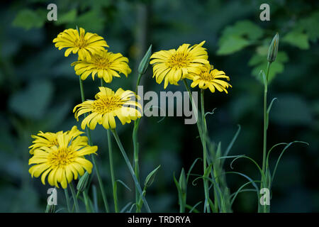 Oriental etwa Béart, Jack-Go-To-Bed-At-Noon (Tragopogon Pratensis Subspecies Orientalis, Tragopogon Orientalis), blühen, Deutschland Stockfoto