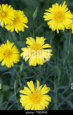 Oriental etwa Béart, Jack-Go-To-Bed-At-Noon (Tragopogon Pratensis Subspecies Orientalis, Tragopogon Orientalis), blühen, Deutschland Stockfoto