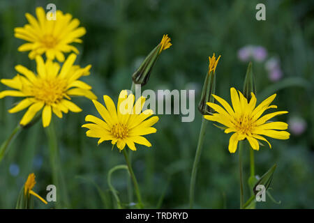 Oriental etwa Béart, Jack-Go-To-Bed-At-Noon (Tragopogon Pratensis Subspecies Orientalis, Tragopogon Orientalis), blühen, Deutschland Stockfoto