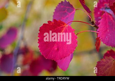 Europäische Aspen (Populus tremula), Herbst auf einem Zweig Blätter, Deutschland Stockfoto