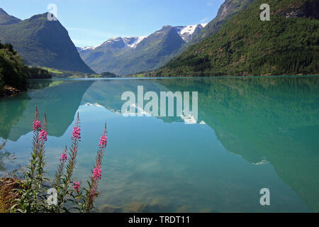 Fireweed, blühenden Sally, Rosebay Willow-Kraut, große Willow-Kraut (Epilobium angustifolium, Chamerion angustifolium), See Oldenvatn in Bergen, Norwegen, Oldenvatn Stockfoto