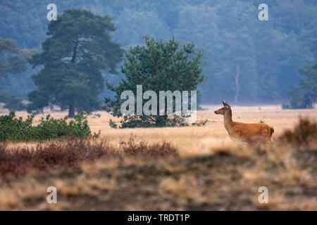 Red Deer (Cervus elaphus), Hinterbeinen stehend auf einer Heide, Niederlande Stockfoto